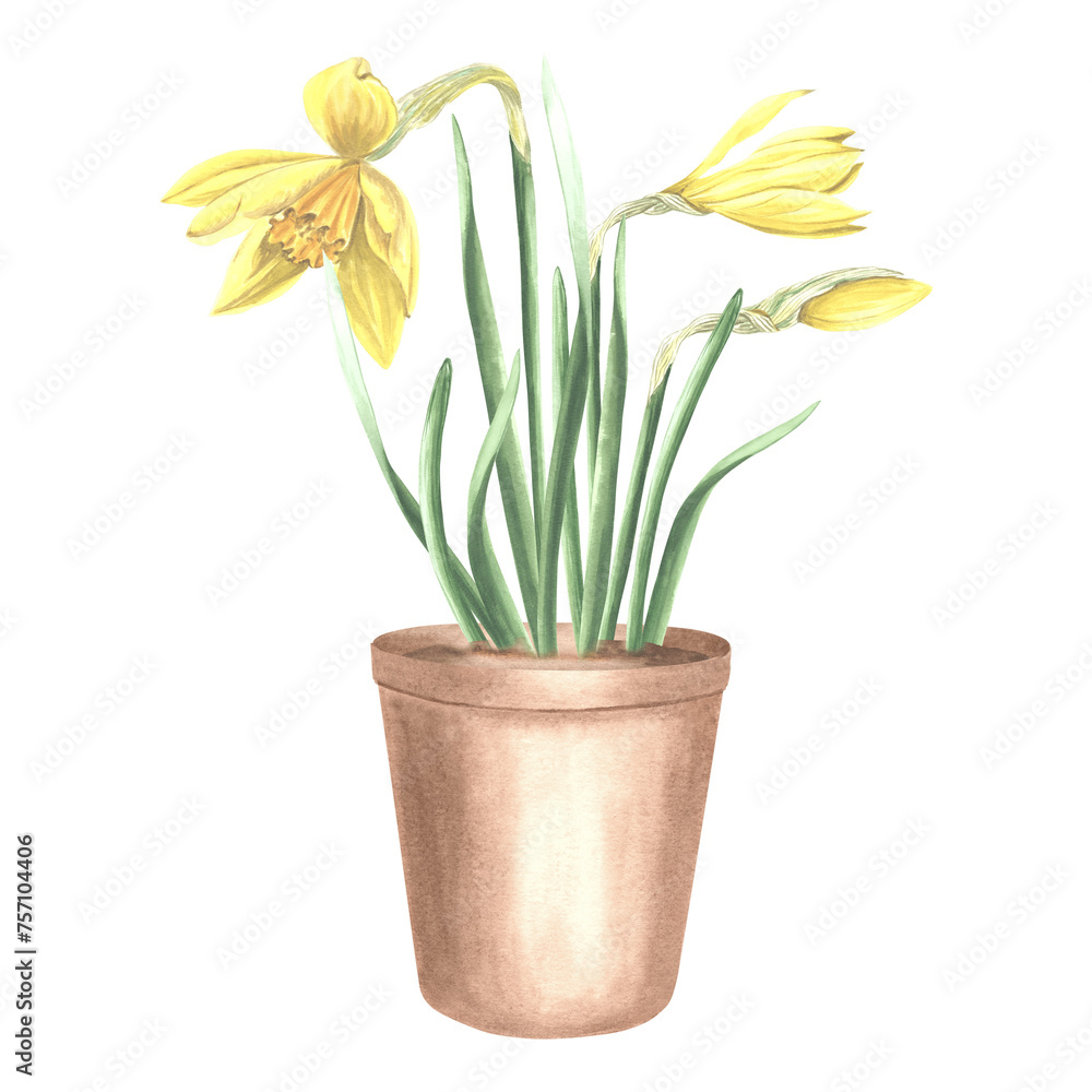 Yellow daffodils in clay flower pot tied with ribbon and tag. Isolated hand drawn watercolor illustration spring narcissus. Floral drawing template for card of Mothers day, 8 March, Easter, embroidery
