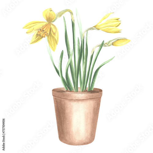 Yellow daffodils in clay flower pot tied with ribbon and tag. Isolated hand drawn watercolor illustration spring narcissus. Floral drawing template for card of Mothers day  8 March  Easter  embroidery