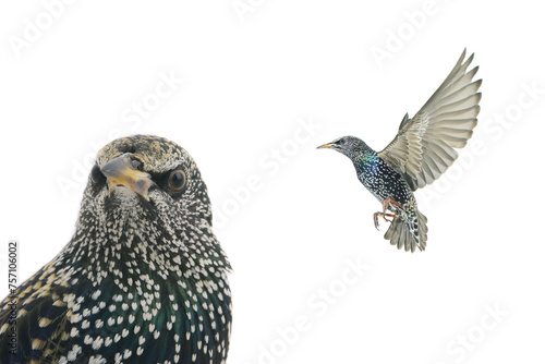 starling isolated on white background