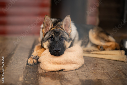 german shepherd dog