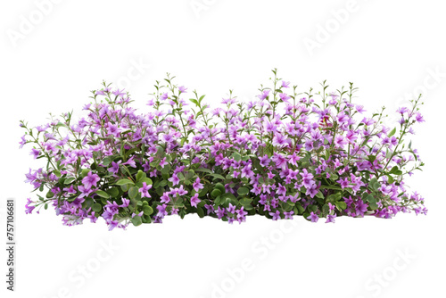 Bush of flowers on transparent background photo