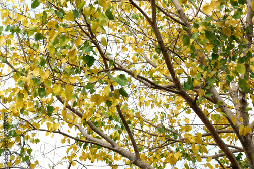 Leaves of Bodhi tree change to yellow color in summer season.