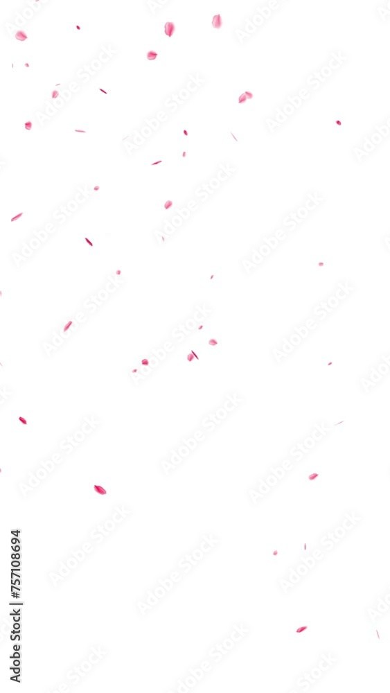 rose petals falling animation with transparent background rose petals falling animation with transparent background