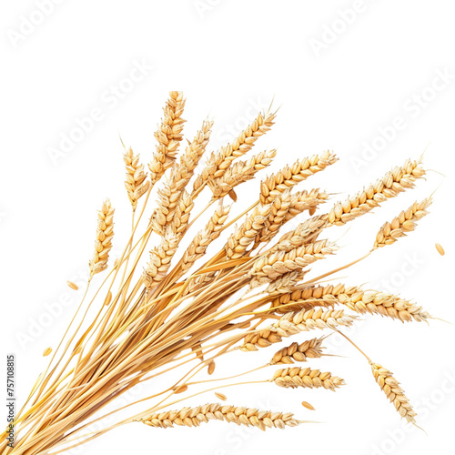 Ears of wheat on transparent background