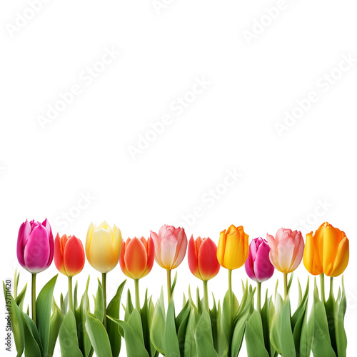 A collection of yellow tulips floweras isolated on transparent background. Ai generated 