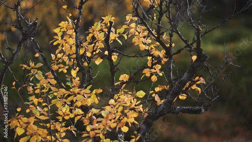 Colorful yellow leaves on the black twisted branches of the birch tree in the autumn tundra. Parallax shot. photo