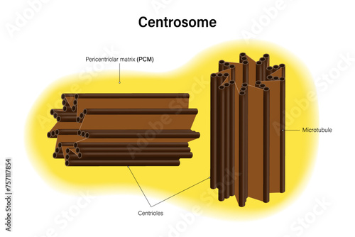 Centrosome structure vector. Infographics. Organelle of eukaryotic cells. Cell biology. Microtubules.
