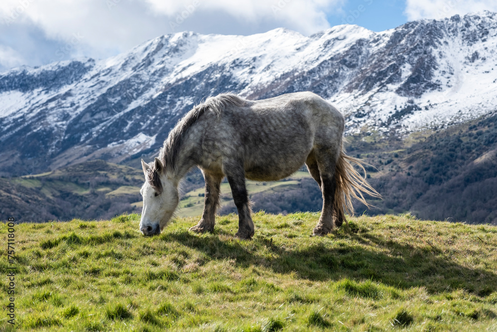 A grey horse grazing in the grass with the winter mountain in the background.