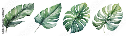watercolor tropical monstera leaves set hand drawn illustration photo