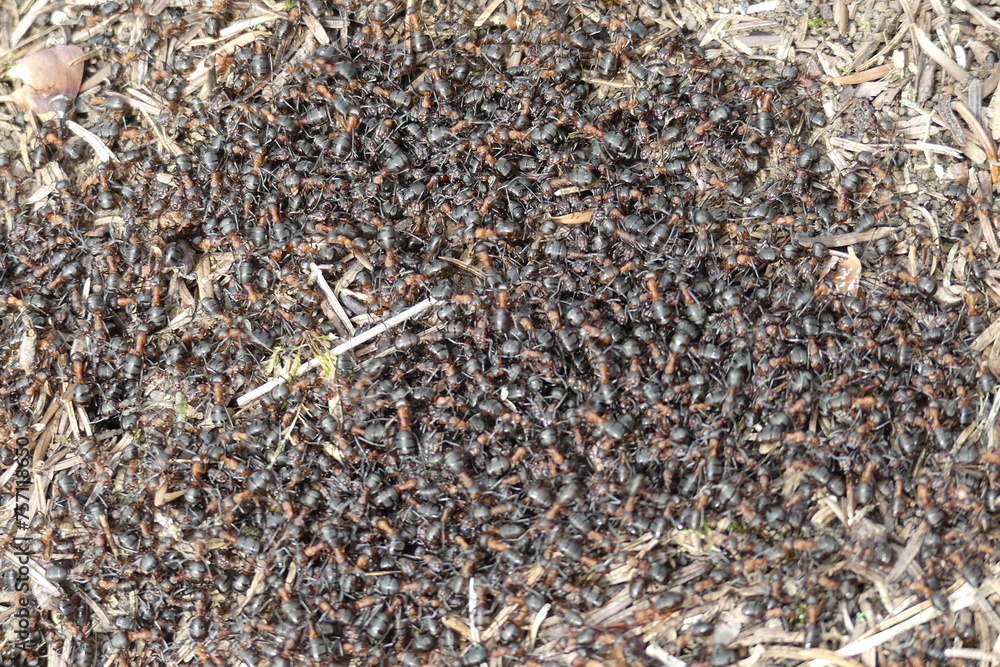 Rote Waldameisen auf ihrem nesthügel Rote Waldameisen auf ihrem nesthügel