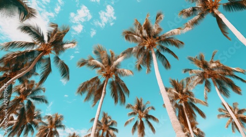 Palm tree blue sky worm eye view low shot photo.