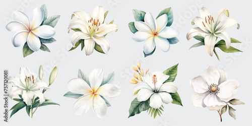 watercolor white tropical flowers set hand drown illustration