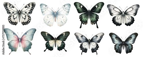 watercolor butterflies set hand drown illustration