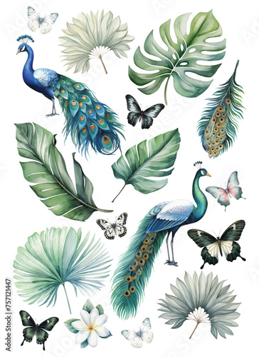 watercolor peacocks birds, feathers, butterflies and tropical leaves set hand drown illustration