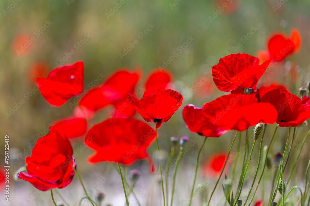 Naklejka premium Field of blooming red poppies