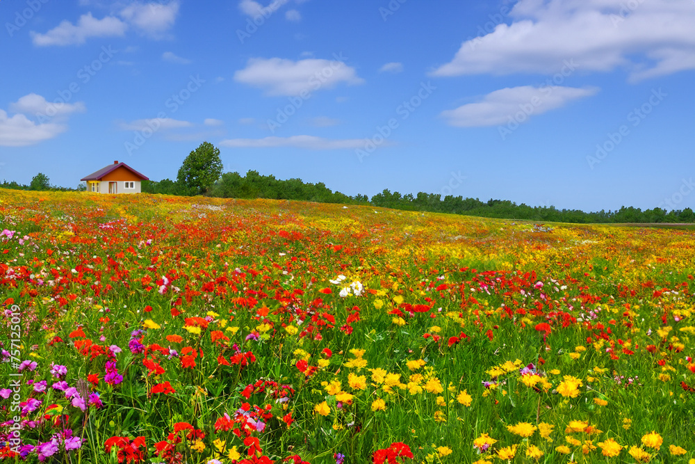 Obraz premium カラフルな花が咲いている丘にある小さな家