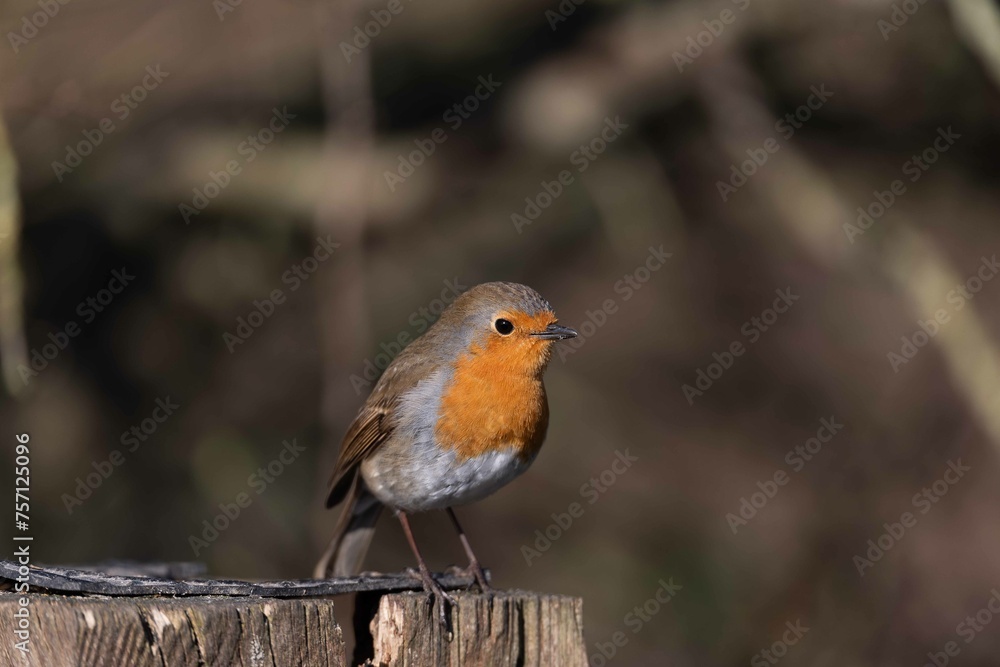 European robin perching on tree branch and singing.Small, cute and colourful bird in british woodland. European robin perching on tree branch and singing.Small, cute and colourful bird in british woodland.