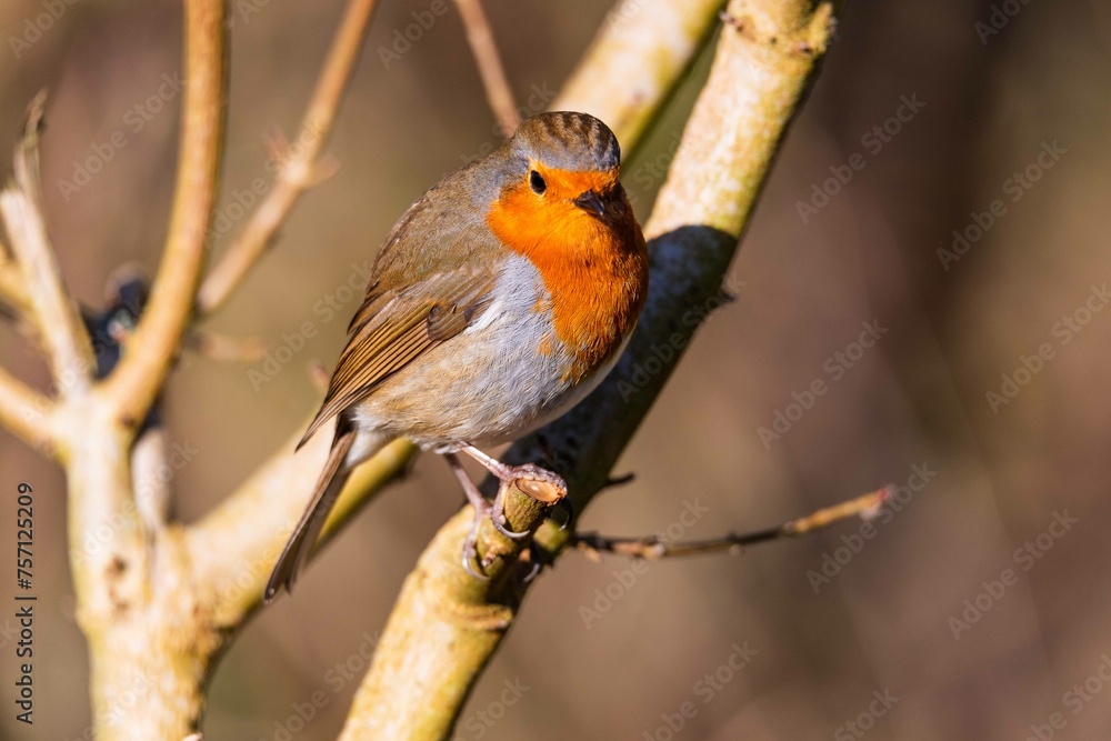 European robin perching on tree branch and singing.Small, cute and colourful bird in british woodland. European robin perching on tree branch and singing.Small, cute and colourful bird in british woodland.