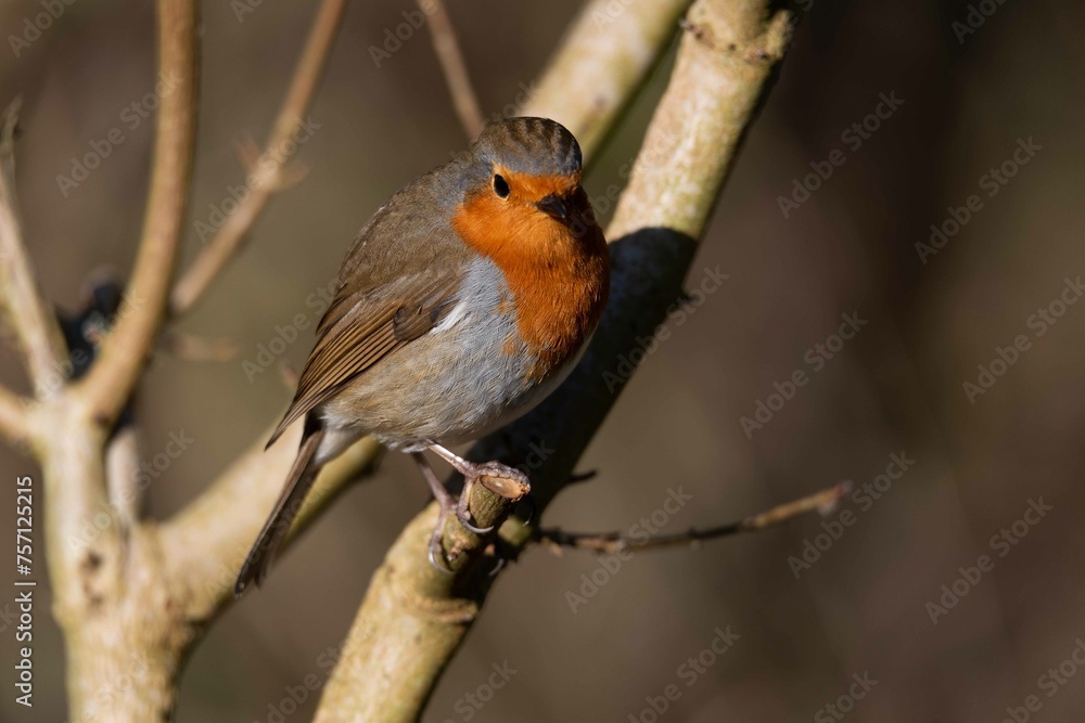European robin perching on tree branch and singing.Small, cute and colourful bird in british woodland. European robin perching on tree branch and singing.Small, cute and colourful bird in british woodland.