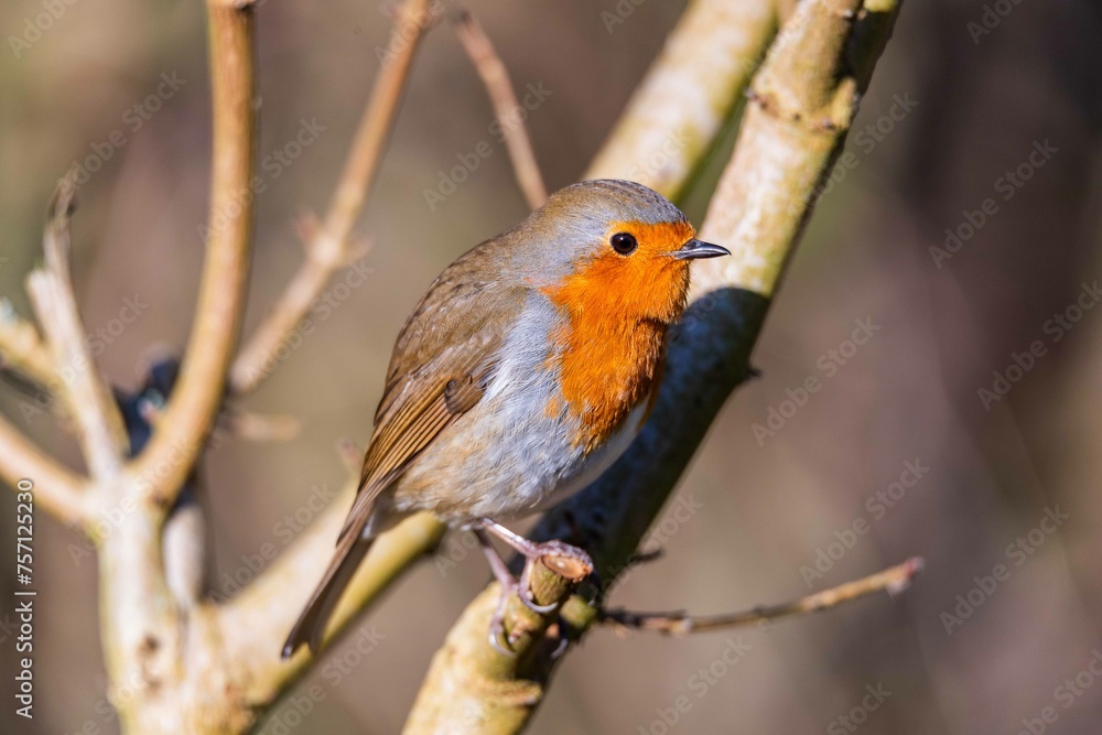 European robin perching on tree branch and singing.Small, cute and colourful bird in british woodland. European robin perching on tree branch and singing.Small, cute and colourful bird in british woodland.