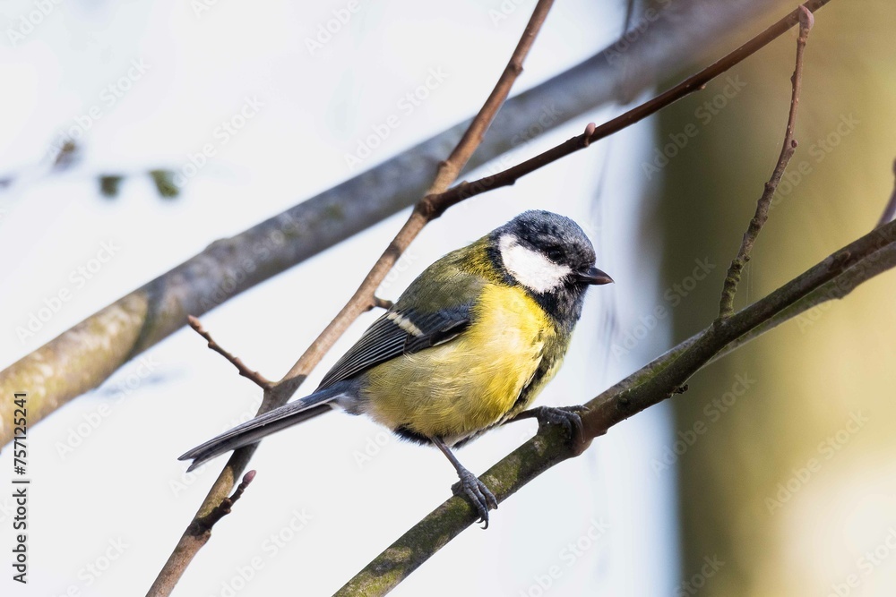 Fototapeta premium European robin perching on tree branch and singing.Small, cute and colourful bird in british woodland.