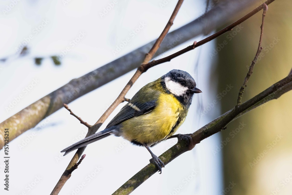Fototapeta premium European robin perching on tree branch and singing.Small, cute and colourful bird in british woodland.