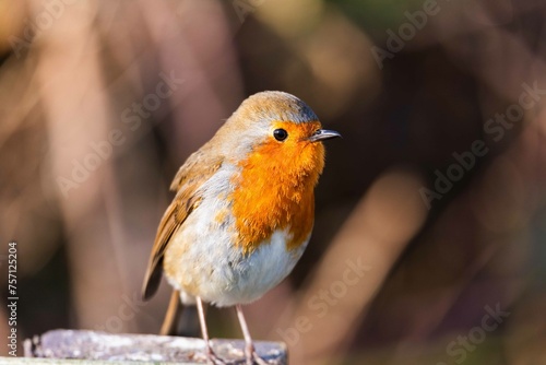 European robin perching on tree branch and singing.Small, cute and colourful bird in british woodland.