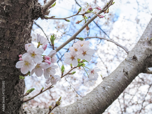 春の桜