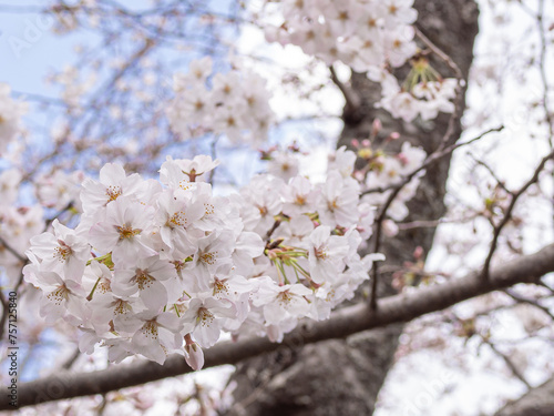 満開の桜