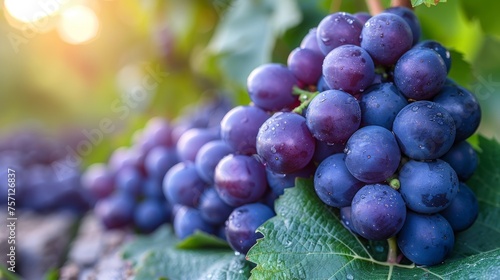 a bunch of grapes sitting on top of a green leafy branch in front of a sunburst in the background. photo