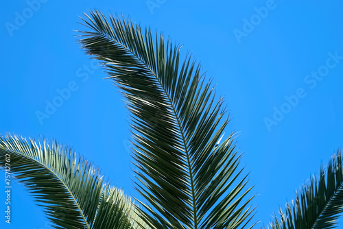 Nature background with huge palm tree leaves on clear blue sky in sunny day. Tropical plant with leaves swaying in wind. Travel  tourism  advertisement banner  tropic lifestyle  rest relax concept.