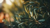 Close up shot of young olive tree with vibrant green leaves on blurred background
