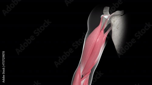 Movement of the Biceps Brachii Muscle Loop Version 2 photo