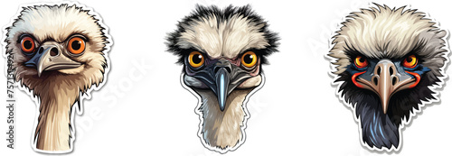Ostrich, emu, ostrich, crows. Vector illustration