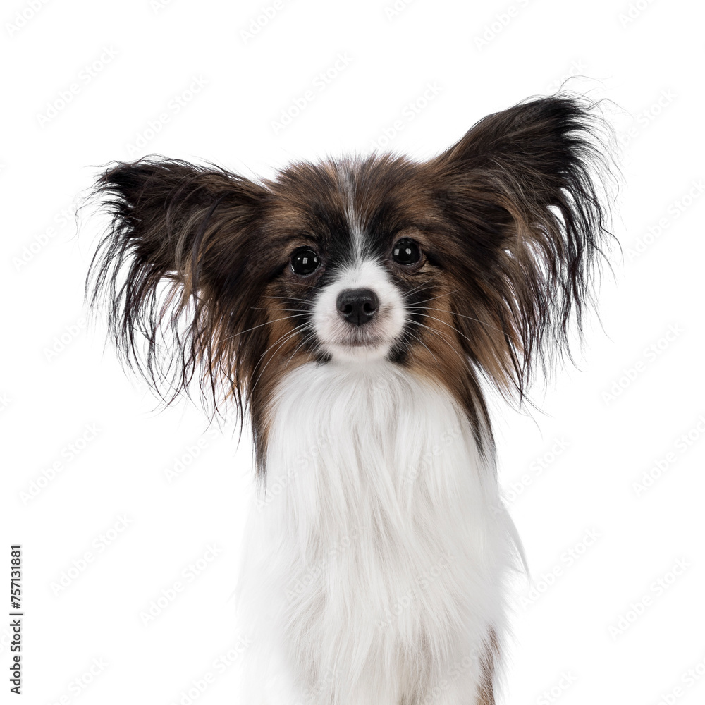 Head shot of cute white with brown Epagneul Nain Papillon dog puppy, sitting facing front looking towards camera. Isolated on white background.