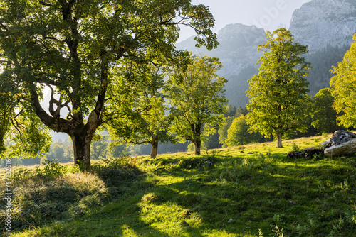 Bergahorn, Triebenbach, Berchtesgadener Land, Bayern, Deutschland © Rainer Mirau
