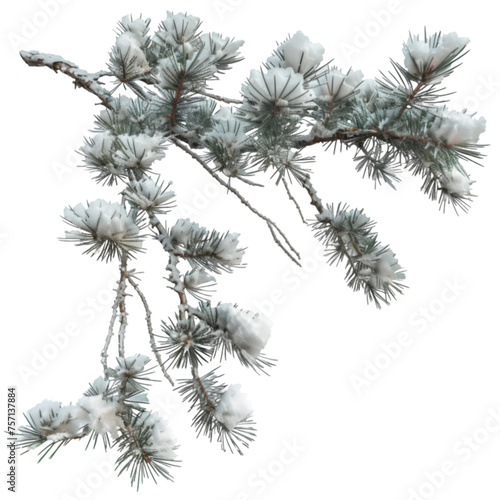 Isolated Frost-Covered Pine Branch on Transparent Background