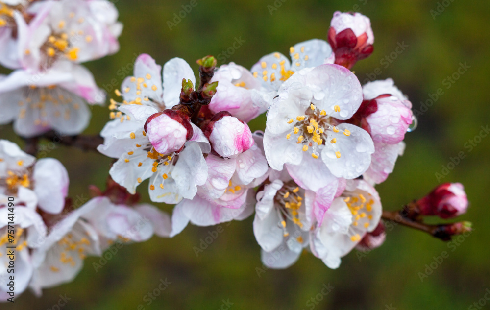 Spring blossom. Apricot tree flowers.