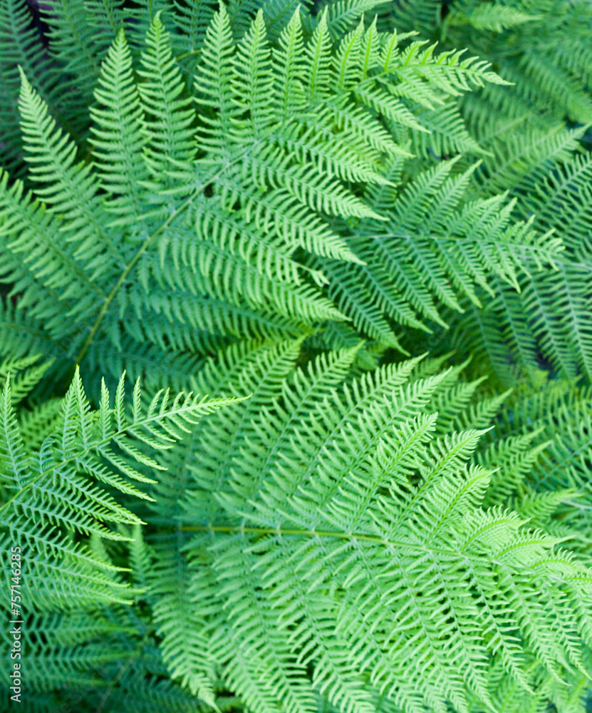 Green fern stems and leaves Green fern stems and leaves