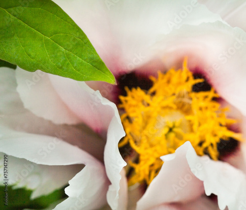 Pale pink peony flower