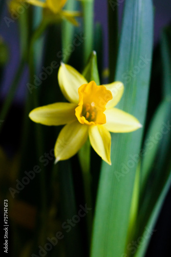 Yellow Narcissus flower