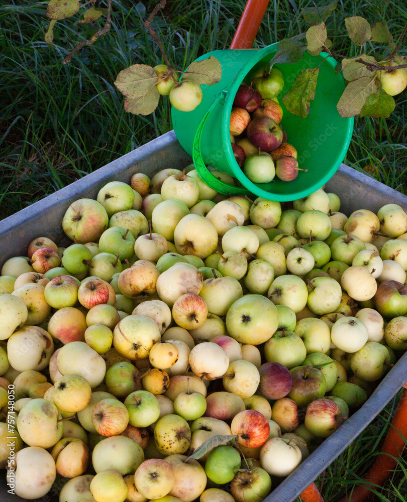 Hand cart and plastic bucket with apples.