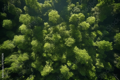 Symmetrical patterns in a forest captured from above