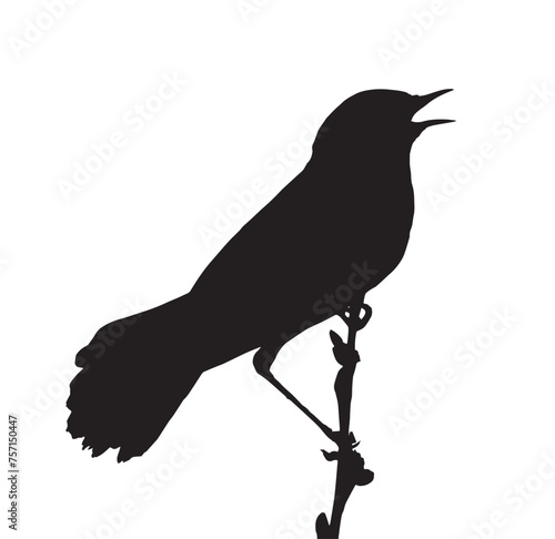 Song bird on the branch. Vector silhouette