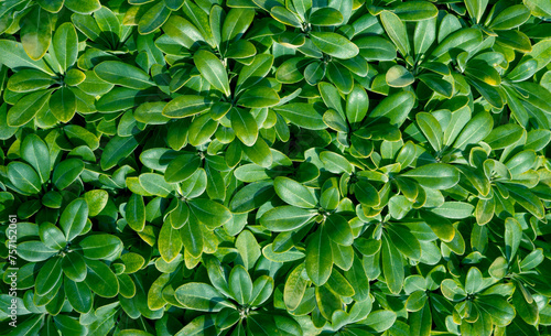 Tropical green leaves background, small green leaves texture 