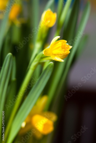 Yellow Narcissus flowers
