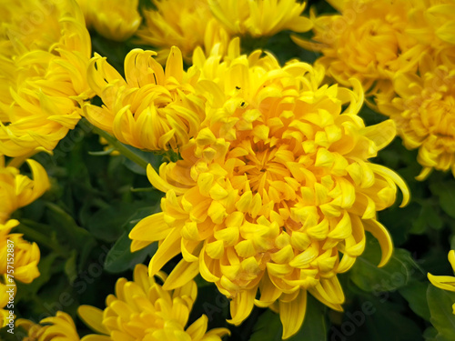 colorful blooming chrysanthemums in the garden © Jana