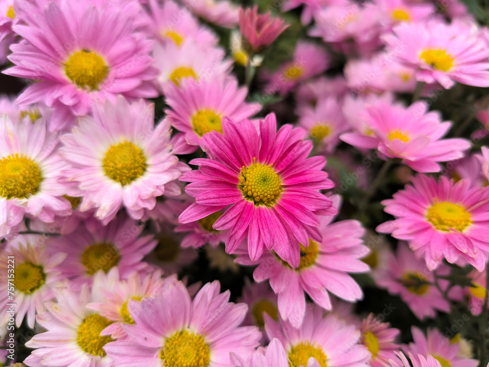 colorful blooming chrysanthemums in the garden colorful blooming chrysanthemums in the garden