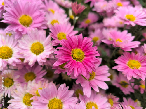 colorful blooming chrysanthemums in the garden