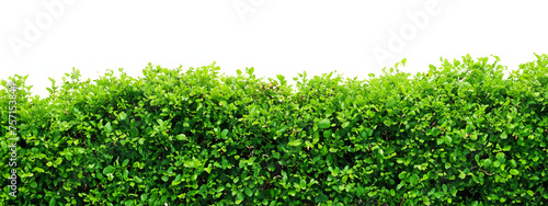 A hedge of plants. Beautiful green hedge of shrubs. Hedge and white fence. Hedge on white background.Background with hedge